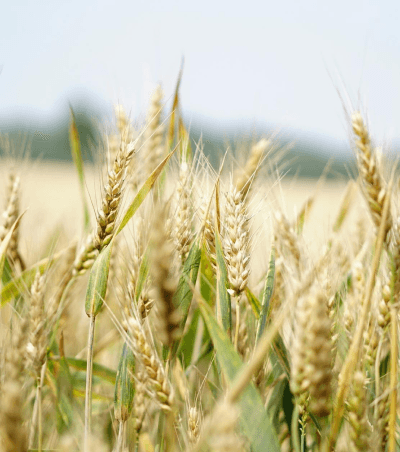 Agricultural products